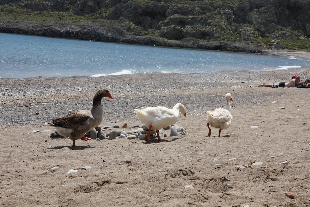 Villa Kalliopi Ιncreteble Cretan Resindences Collection Xerokampos  Eksteriør bilde