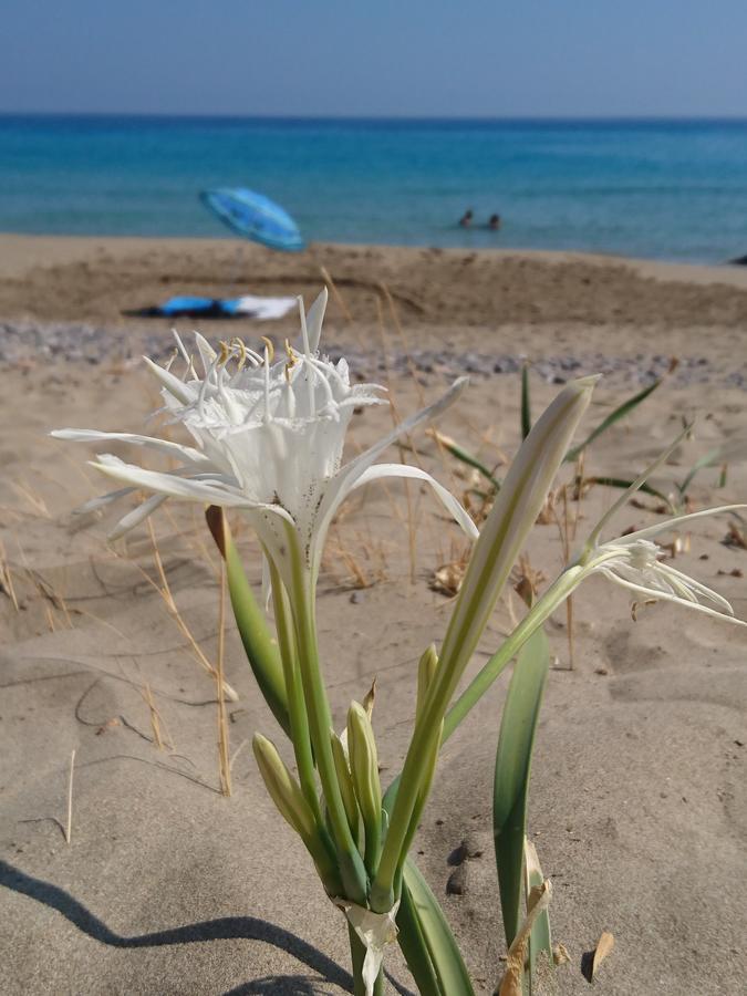 Villa Kalliopi Ιncreteble Cretan Resindences Collection Xerokampos  Eksteriør bilde
